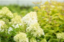 Hydrangea paniculata 'Skyfall'® 12 Liter Topf, 80- 100 cm