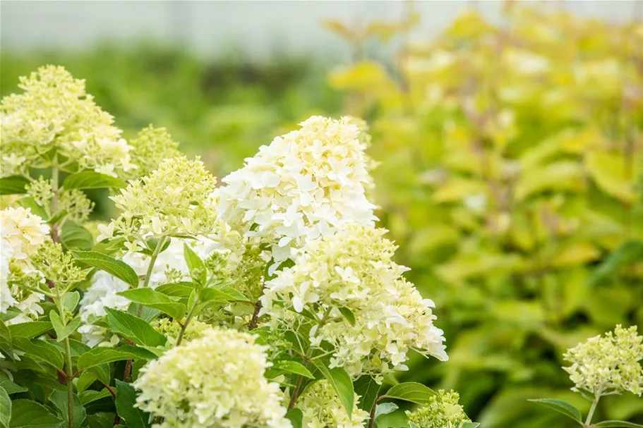 Hydrangea paniculata 'Skyfall'® 12 Liter Topf, 80- 100 cm