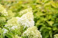 Hydrangea paniculata 'Skyfall'® 12 Liter Topf, 80- 100 cm