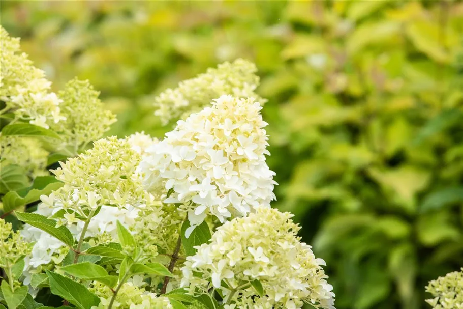 Hydrangea paniculata 'Skyfall'® 12 Liter Topf, 80- 100 cm