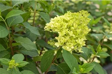 Hydrangea paniculata 'Skyfall'® 12 Liter Topf, 80- 100 cm