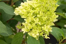 Hydrangea paniculata 'Skyfall'® 12 Liter Topf, 80- 100 cm