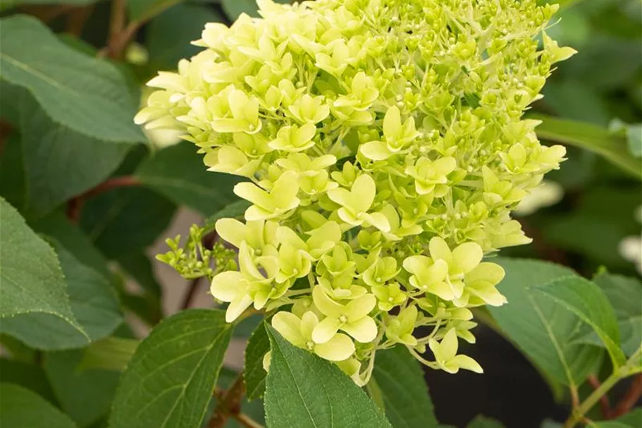 Hydrangea paniculata 'Skyfall'® 12 Liter Topf, 80- 100 cm