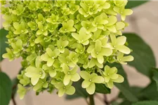 Hydrangea paniculata 'Skyfall'® 12 Liter Topf, 80- 100 cm