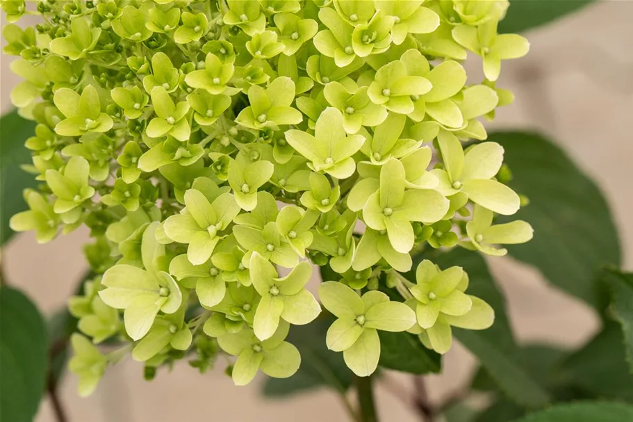 Hydrangea paniculata 'Skyfall'® 12 Liter Topf, 80- 100 cm