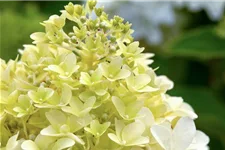 Hydrangea paniculata 'Skyfall'® 12 Liter Topf, 80- 100 cm