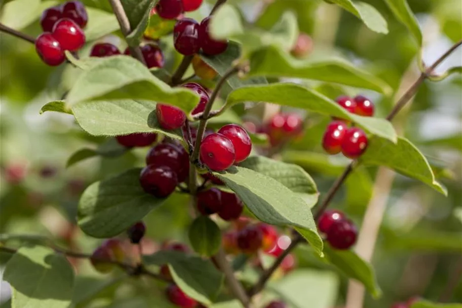 Lonicera xylosteum 7,5 Liter Topf, 80- 100 cm