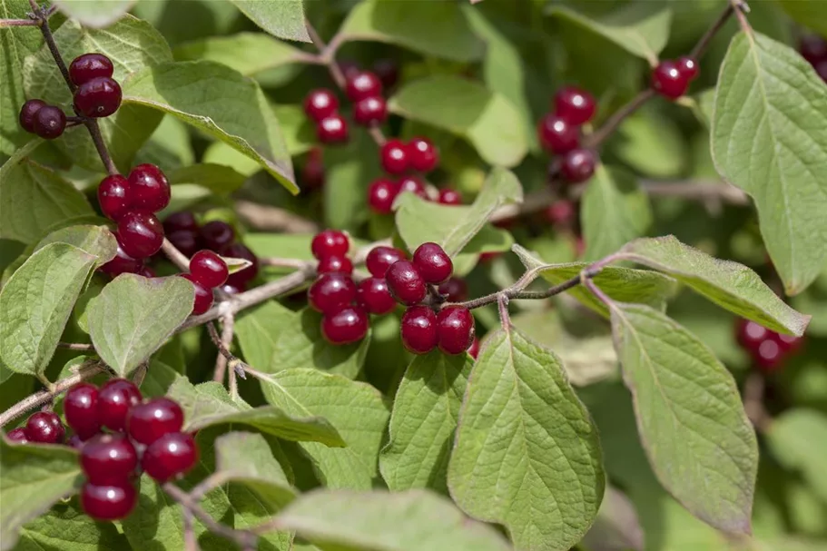 Lonicera xylosteum 7,5 Liter Topf, 80- 100 cm