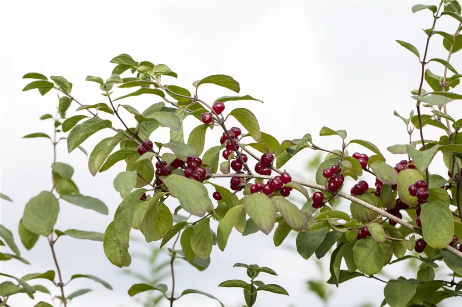 Lonicera xylosteum 7,5 Liter Topf, 80- 100 cm