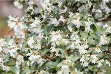 Osmanthus burkwoodii 7,5 Liter Topf, 60- 80 cm