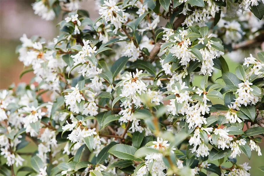 Osmanthus burkwoodii 7,5 Liter Topf, 60- 80 cm