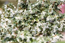 Osmanthus burkwoodii 7,5 Liter Topf, 60- 80 cm