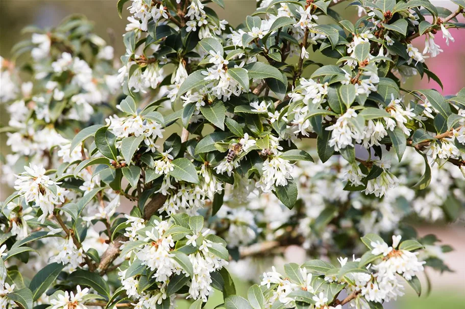 Osmanthus burkwoodii 7,5 Liter Topf, 60- 80 cm