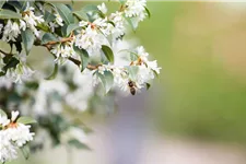 Osmanthus burkwoodii 7,5 Liter Topf, 60- 80 cm