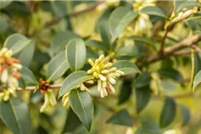 Osmanthus burkwoodii 7,5 Liter Topf, 60- 80 cm