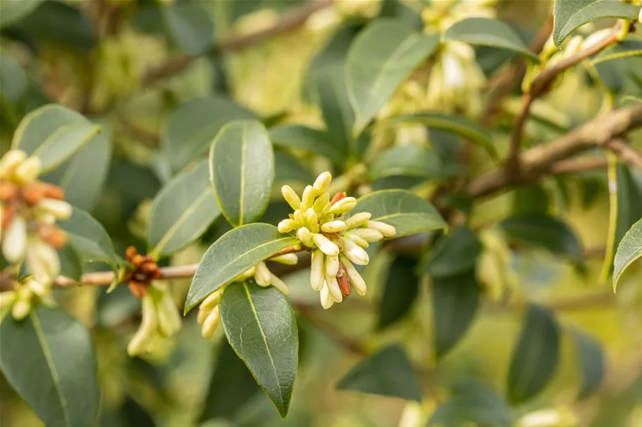 Osmanthus burkwoodii 7,5 Liter Topf, 60- 80 cm