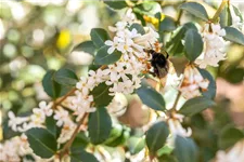 Osmanthus burkwoodii 7,5 Liter Topf, 60- 80 cm