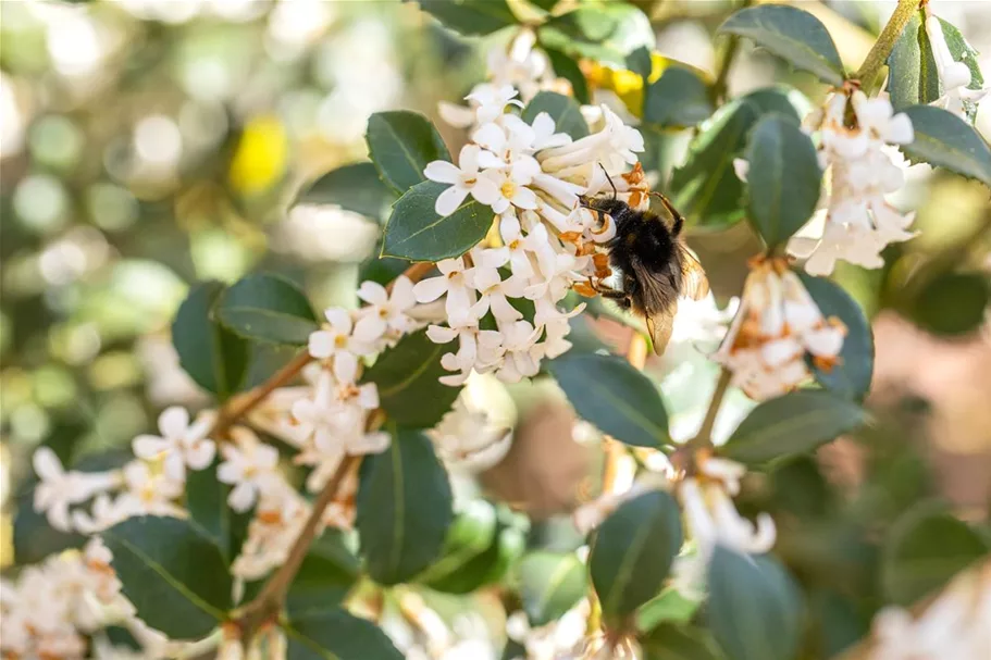 Osmanthus burkwoodii 7,5 Liter Topf, 60- 80 cm