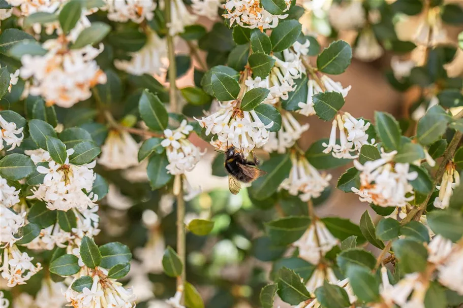 Osmanthus burkwoodii 7,5 Liter Topf, 60- 80 cm