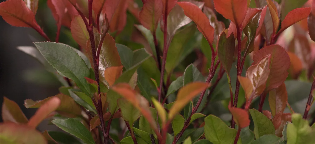 Photinia fraseri 'Carré Rouge' 7 Liter Topf, 50- 60 cm