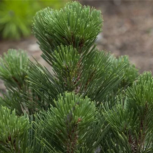 Pinus heldreichii 'Malinki'