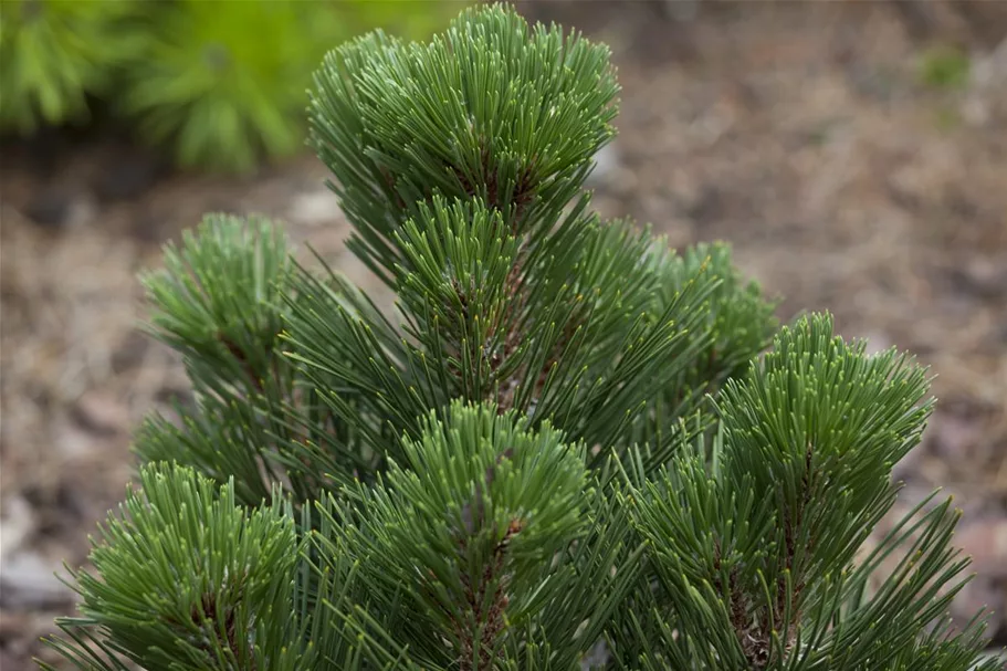 Pinus heldreichii 'Malinki' 7 Liter Topf, 40- 50 cm