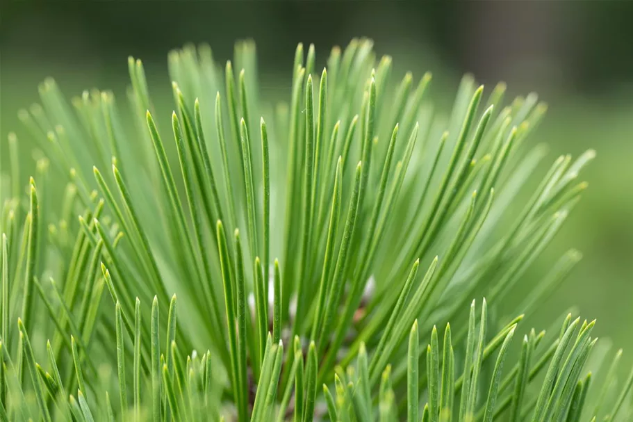 Pinus heldreichii 'Malinki' 7 Liter Topf, 40- 50 cm