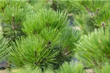 Pinus heldreichii 'Malinki' 7 Liter Topf, 40- 50 cm