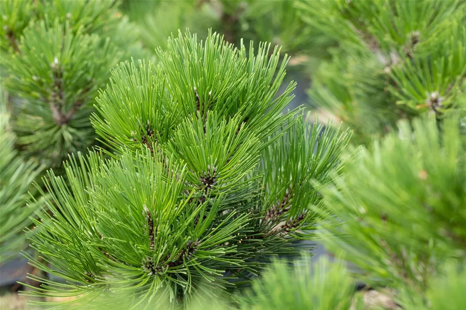 Pinus heldreichii 'Malinki' 7 Liter Topf, 40- 50 cm