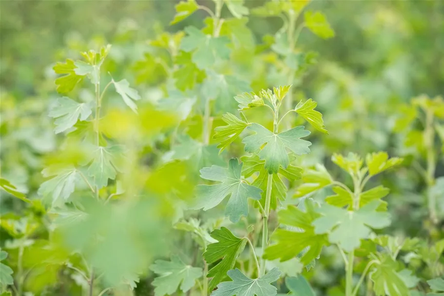 Ribes aureum 7,5 Liter Topf 80- 100 cm