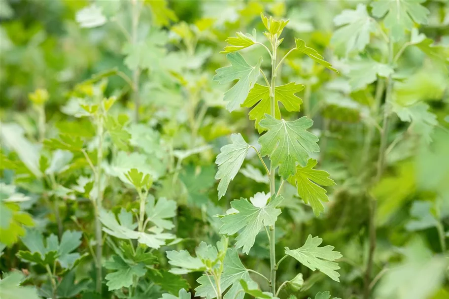 Ribes aureum 7,5 Liter Topf 80- 100 cm