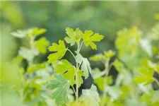 Ribes aureum 7,5 Liter Topf 80- 100 cm