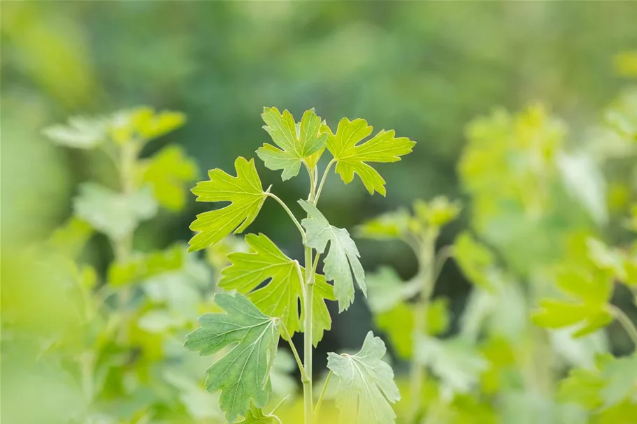 Ribes aureum 7,5 Liter Topf 80- 100 cm