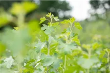 Ribes aureum 7,5 Liter Topf 80- 100 cm