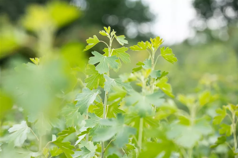 Ribes aureum 7,5 Liter Topf 80- 100 cm