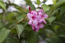 Weigela florida 'Picobella Rosa'® 7,5 Liter Topf, 40- 50 cm