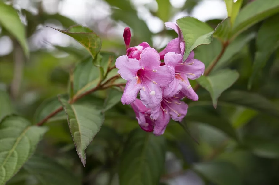 Weigela florida 'Picobella Rosa'® 7,5 Liter Topf, 40- 50 cm