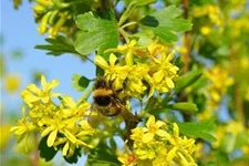 Ribes aureum 7,5 Liter Topf 80- 100 cm