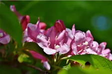 Weigela florida 'Picobella Rosa'® 7,5 Liter Topf, 40- 50 cm