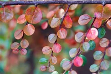 Cotoneaster lucidus 4,6 Liter Topf, 50- 60 cm