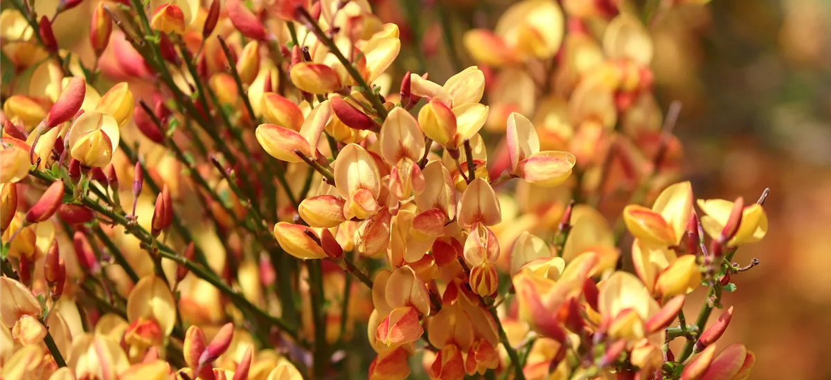 Cytisus scoparius 'Apricot Gem' C 7,5 60- 80 cm