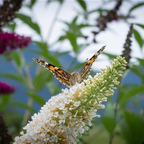 Sommerflieder Buzz-TRIO