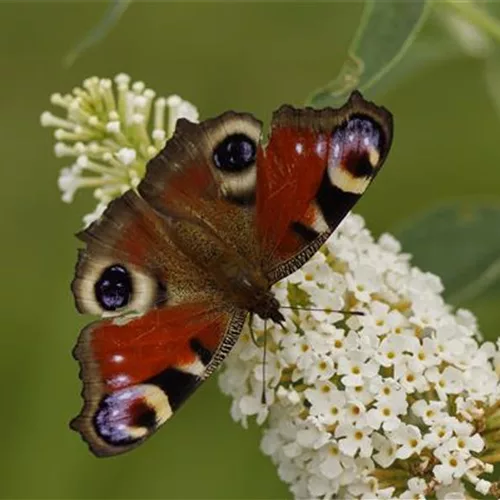 Sommerflieder 'Buzz Ivory'®