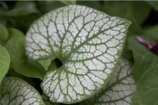 Silberlaubiges Kaukasusvergissmeinnicht 'Jack Frost' 1 Liter Topf