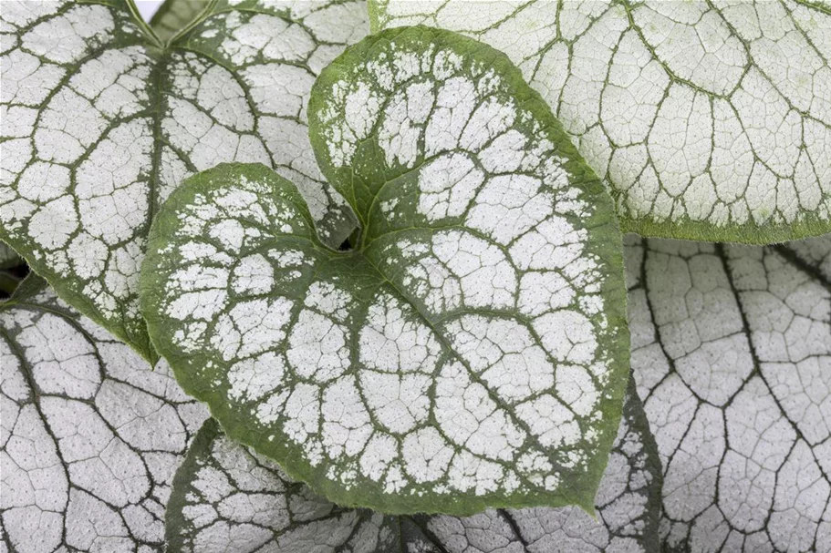 Silberlaubiges Kaukasusvergissmeinnicht 'Jack Frost' 1 Liter Topf