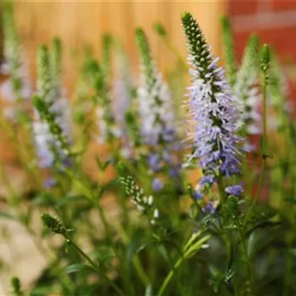 Ähriger Ehrenpreis - Einpflanzen im Garten