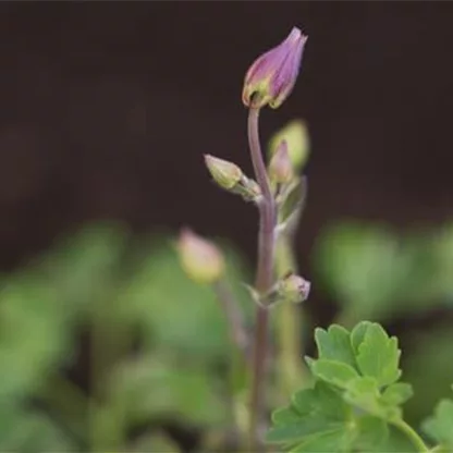 Akelei - Einpflanzen im Garten