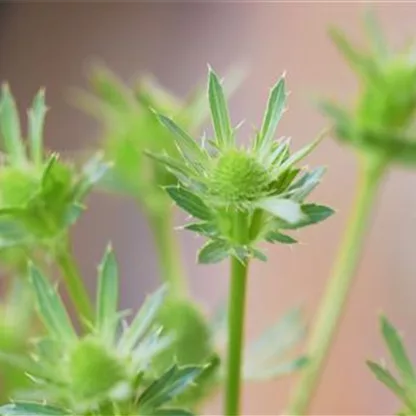 Edeldistel - Stauden einpflanzen im Garten