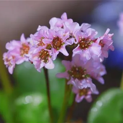 Bergenien - Stauden einpflanzen im Garten