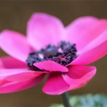 Kronen-Anemone - Einpflanzen im Garten